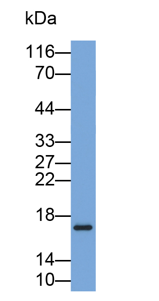 Biotin-Linked Polyclonal Antibody to Peroxiredoxin 5 (PRDX5)