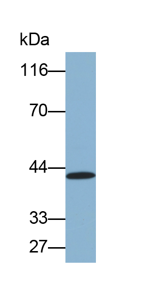 Biotin-Linked Polyclonal Antibody to Secreted Frizzled Related Protein 4 (SFRP4)