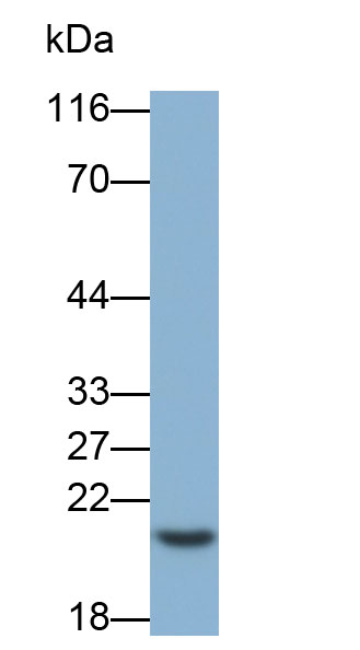 Biotin-Linked Polyclonal Antibody to Dual Specificity Phosphatase 3 (DUSP3)