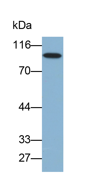 Biotin-Linked Polyclonal Antibody to Corin (CRN)