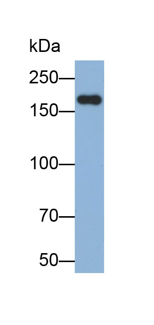 Biotin-Linked Polyclonal Antibody to Pregnancy Zone Protein (PZP)