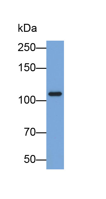 Biotin-Linked Polyclonal Antibody to Glycine Dehydrogenase (GLDC)