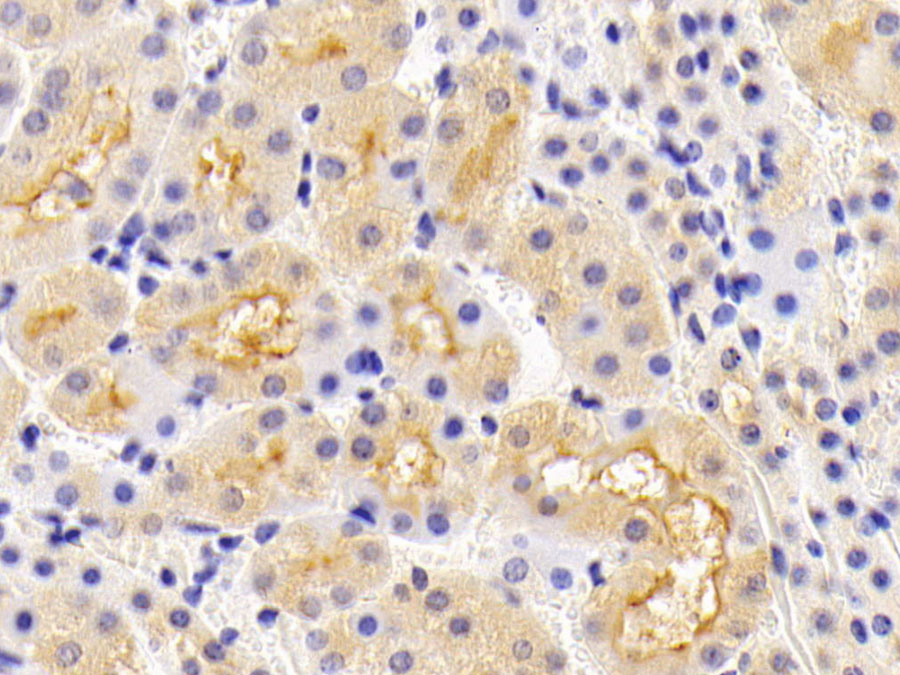 Biotin-Linked Polyclonal Antibody to Lipocalin 12 (LCN12)