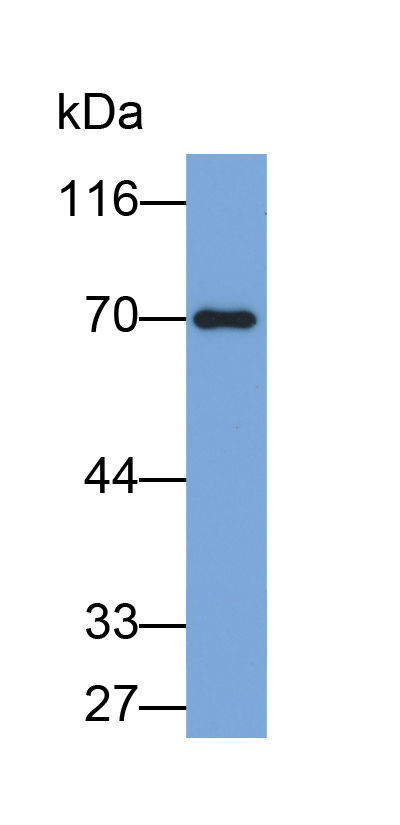 Biotin-Linked Polyclonal Antibody to Galactosylceramidase (GALC)