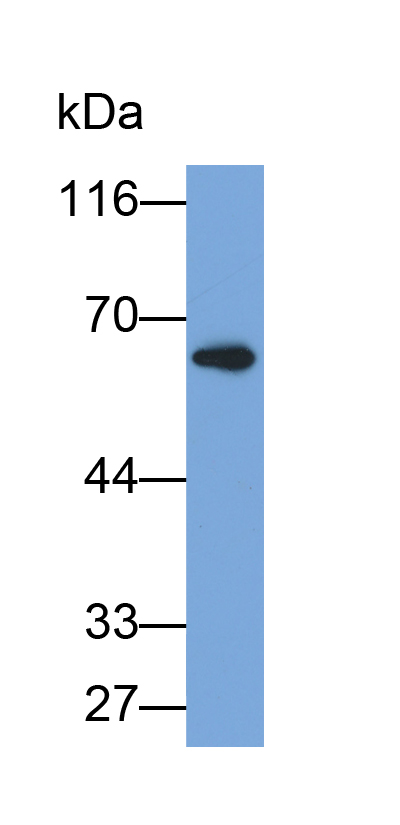 Biotin-Linked Polyclonal Antibody to Sulfite Oxidase (SUOX)