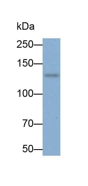 Biotin-Linked Polyclonal Antibody to Sulfatase 2 (SULF2)