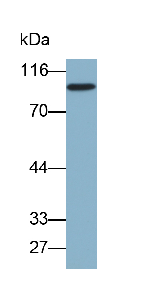 Biotin-Linked Polyclonal Antibody to RalA Binding Protein 1 (RALBP1)