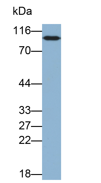 Biotin-Linked Polyclonal Antibody to RalA Binding Protein 1 (RALBP1)