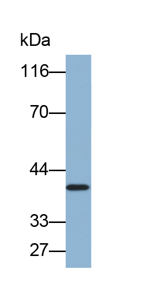 Biotin-Linked Polyclonal Antibody to Prolactin Receptor (PRLR)