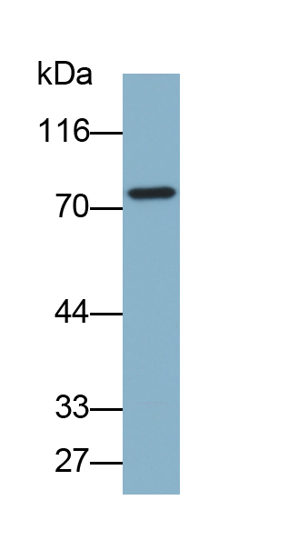 Biotin-Linked Polyclonal Antibody to Periostin (POSTN)