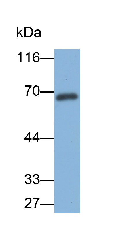 Biotin-Linked Polyclonal Antibody to Plastin 3 (PLS3)