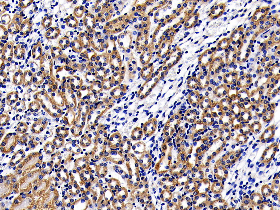 Biotin-Linked Polyclonal Antibody to Lymphocyte Antigen 96 (LY96)