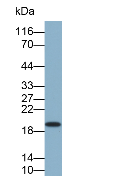 Biotin-Linked Polyclonal Antibody to Lymphocyte Antigen 96 (LY96)