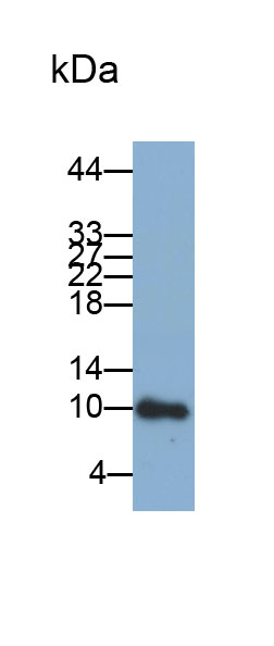 Biotin-Linked Polyclonal Antibody to Liver Expressed Antimicrobial Peptide 2 (LEAP2)