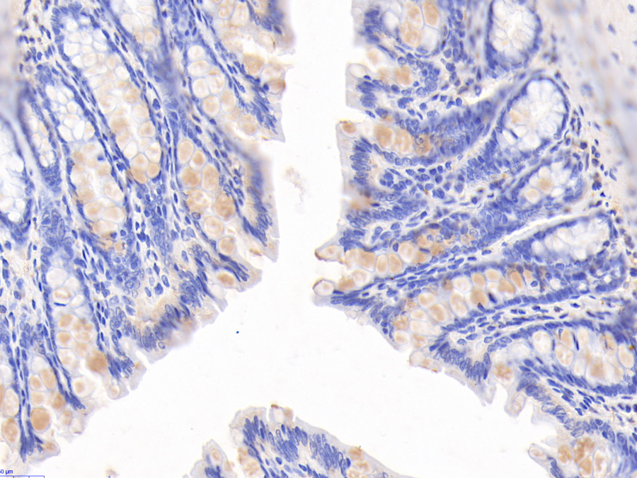 Biotin-Linked Polyclonal Antibody to Follistatin Like Protein 1 (FSTL1)