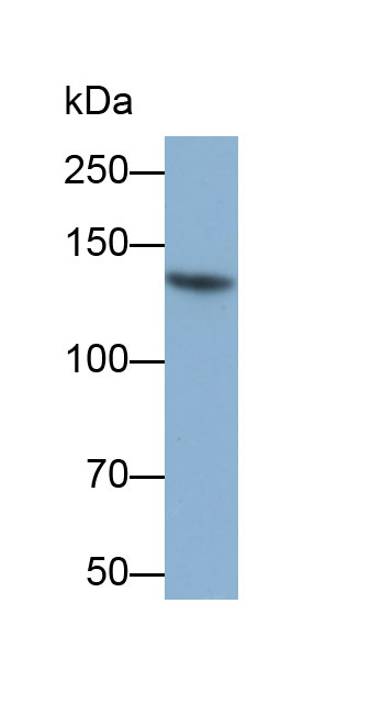 Biotin-Linked Polyclonal Antibody to UDP-Glucose Glycoprotein Glucosyltransferase 2 (UGGT2)