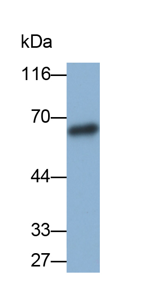 Biotin-Linked Polyclonal Antibody to Debranching Enzyme Homolog 1 (DBR1)