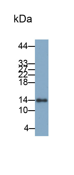 Biotin-Linked Polyclonal Antibody to Cystatin B (CSTB)