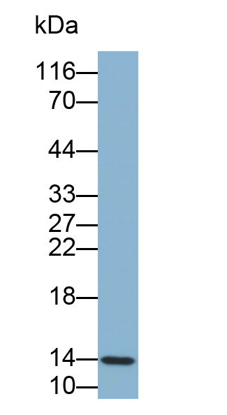 Biotin-Linked Polyclonal Antibody to Cystatin B (CSTB)