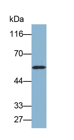 Biotin-Linked Polyclonal Antibody to Lecithin Cholesterol Acyltransferase (LCAT)