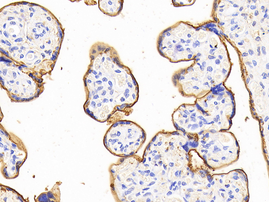 Biotin-Linked Polyclonal Antibody to Alkaline Phosphatase, Placental Like Protein 2 (ALPPL2)