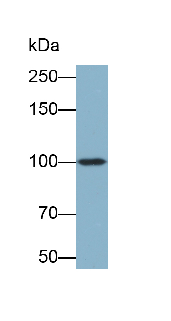 Biotin-Linked Polyclonal Antibody to Aconitase 1 (ACO1)