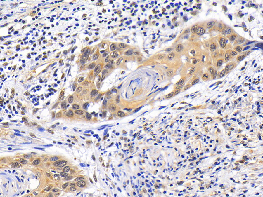 Biotin-Linked Polyclonal Antibody to Phosphoinositide-3-Kinase Catalytic Beta Polypeptide (PIK3Cb)