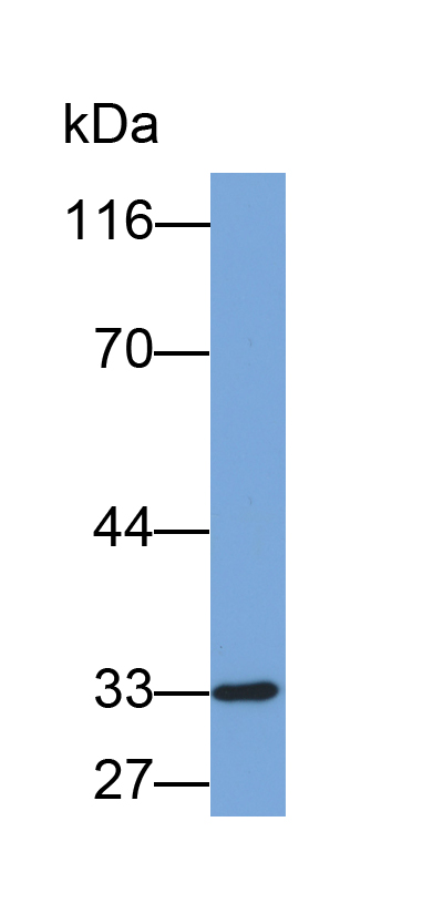 Biotin-Linked Polyclonal Antibody to Transmembrane Protein 27 (TMEM27)