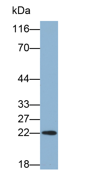 Biotin-Linked Polyclonal Antibody to Parkinson Disease Protein 7 (PARK7)