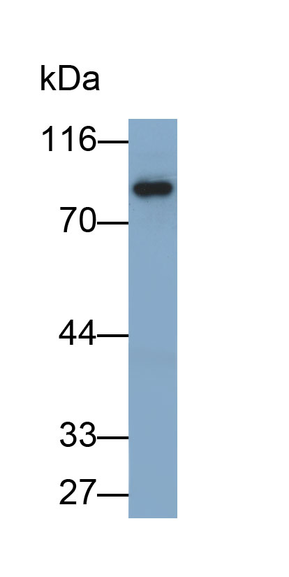 Biotin-Linked Polyclonal Antibody to Angiogenic Factor With G Patch And FHA Domains 1 (AGGF1)