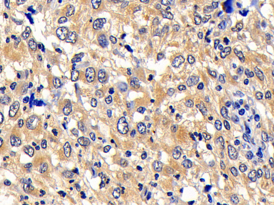 Biotin-Linked Polyclonal Antibody to B-Cell CLL/Lymphoma 2 Like Protein 2 (Bcl2L2)