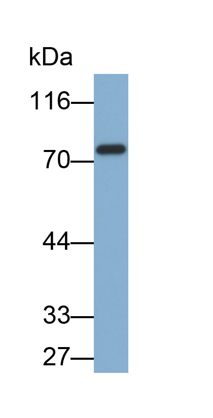 Biotin-Linked Polyclonal Antibody to Myxovirus Resistance 1 (MX1)