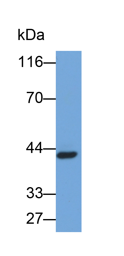 Biotin-Linked Polyclonal Antibody to V-Myc Myelocytomatosis Viral Oncogene Homolog 1, Lung Carcinoma Derived (MYCL1)