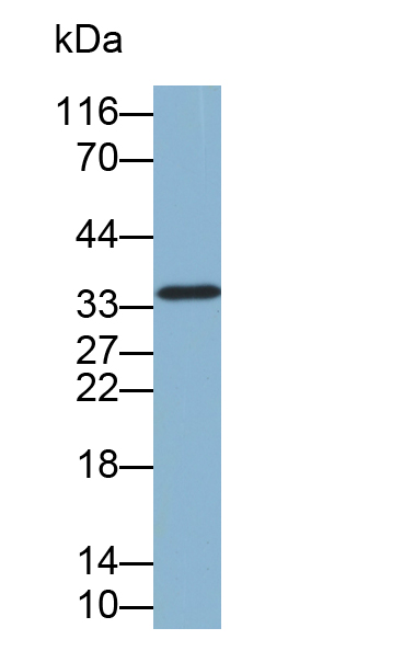 Biotin-Linked Polyclonal Antibody to Otubain 1 (OTUB1)