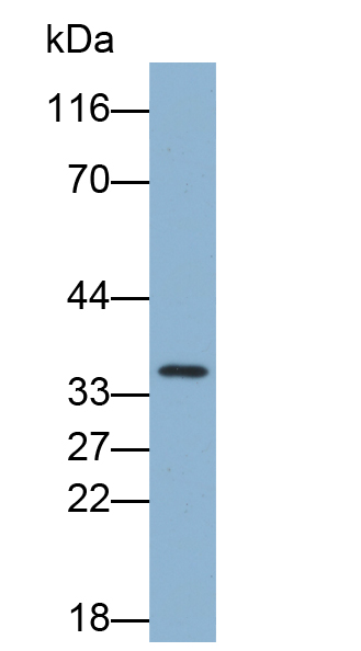 Biotin-Linked Polyclonal Antibody to Otubain 1 (OTUB1)