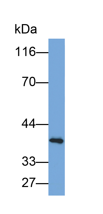 Biotin-Linked Polyclonal Antibody to HAUS Augmin Like Complex Subunit 7 (HAUS7)