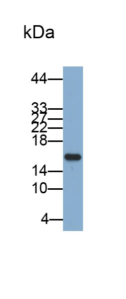 Biotin-Linked Polyclonal Antibody to Retinol Binding Protein 5, Cellular (RBP5)