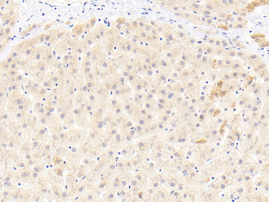 Biotin-Linked Polyclonal Antibody to Semaphorin 4B (SEMA4B)