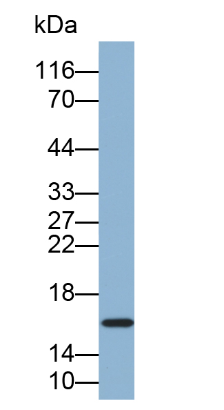 Biotin-Linked Polyclonal Antibody to Galectin 5 (GAL5)