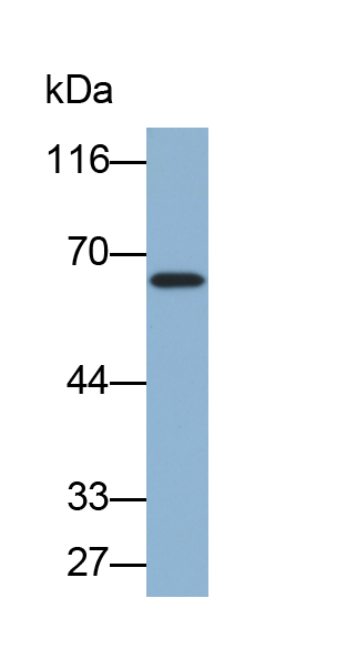 Biotin-Linked Polyclonal Antibody to NADH Dehydrogenase 5 (ND5)