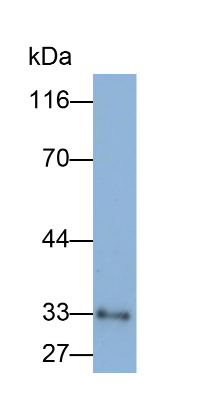 Biotin-Linked Polyclonal Antibody to Galectin 9B (GAL9B)