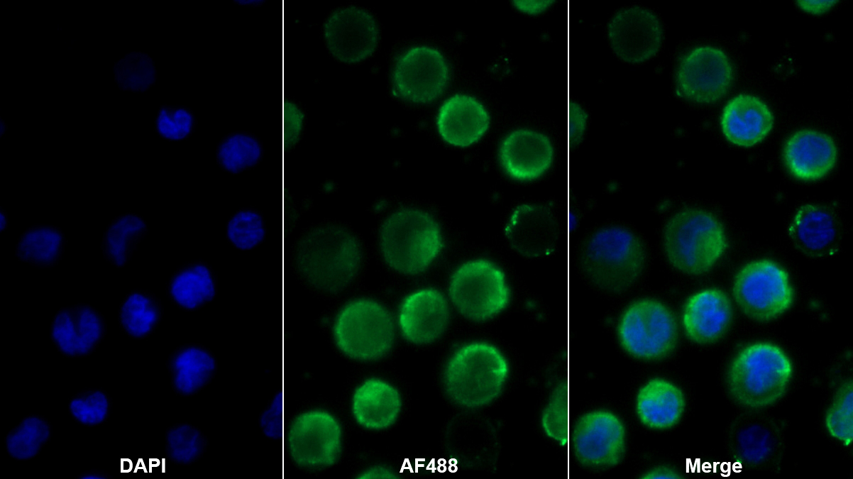 Monoclonal Antibody to Activated Leukocyte Cell Adhesion Molecule (ALCAM)