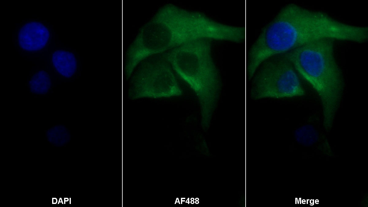 Monoclonal Antibody to Amphiregulin (AREG)