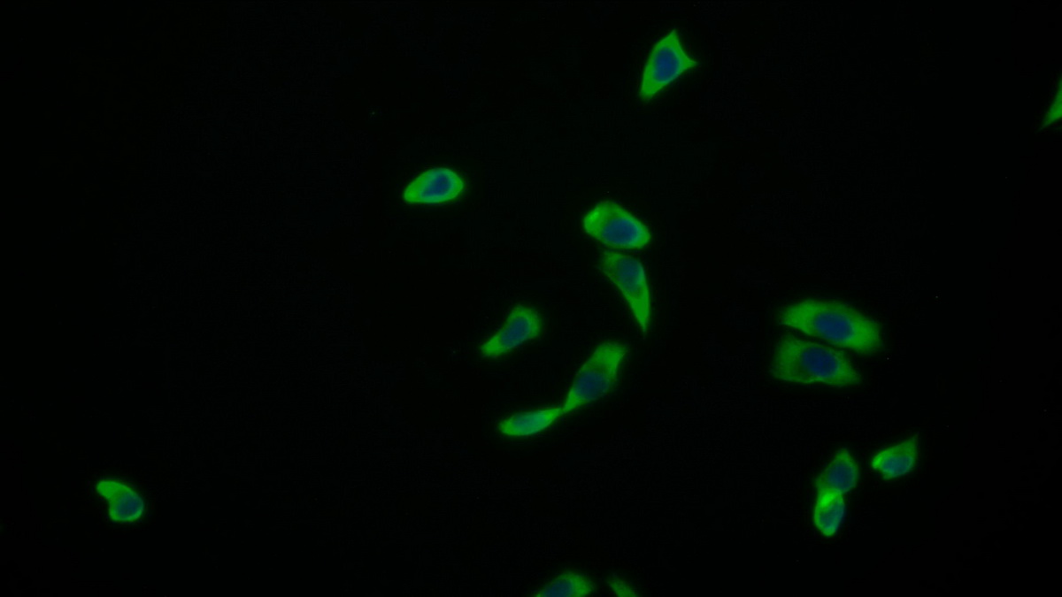 Monoclonal Antibody to Amphiregulin (AREG)