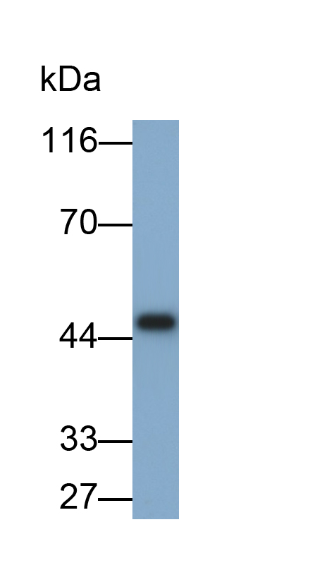 Monoclonal Antibody to Amphiregulin (AREG)