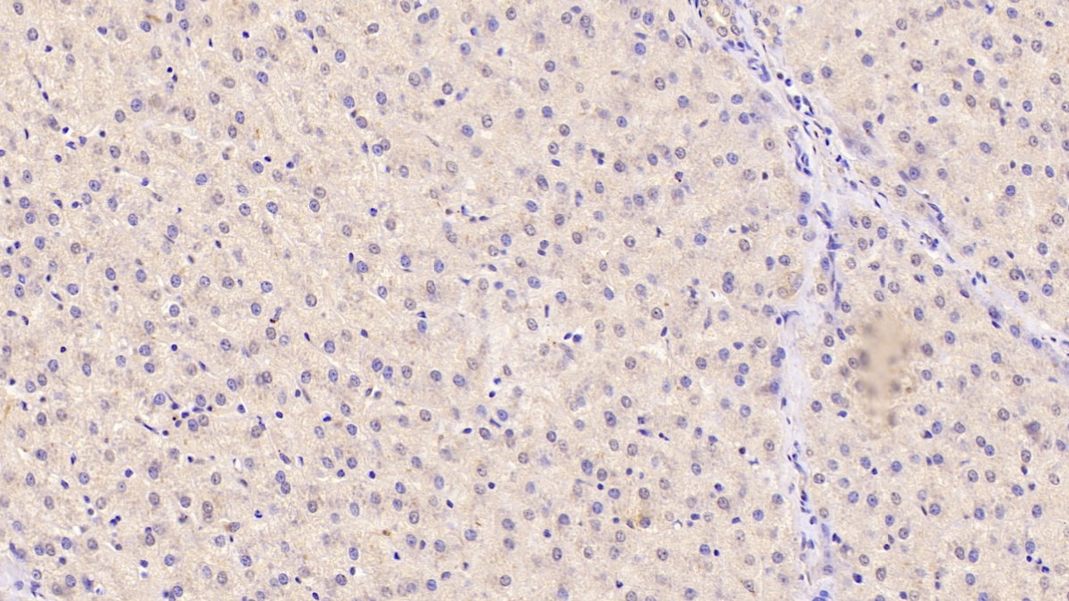 Monoclonal Antibody to Angiogenin (ANG)