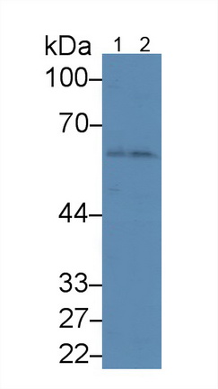 Monoclonal Antibody to Angiopoietin 1 (ANGPT1)