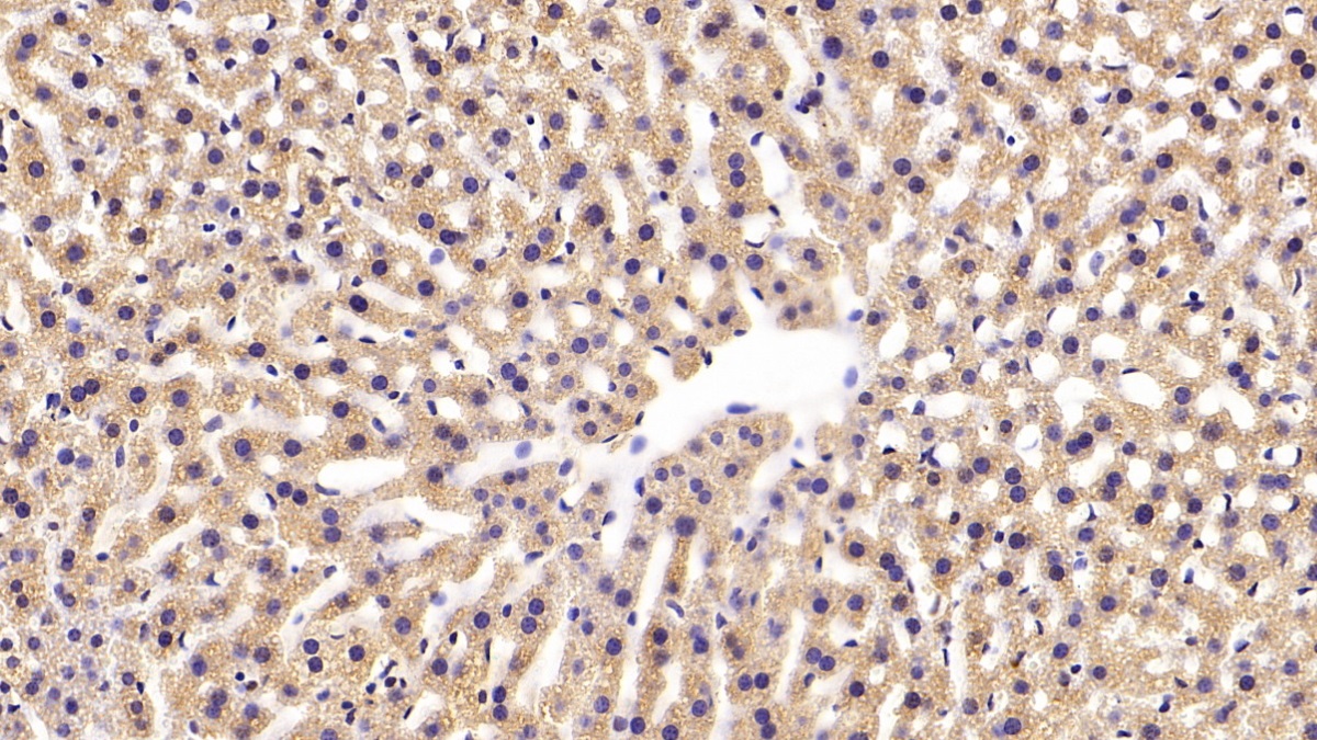 Monoclonal Antibody to Erythropoietin Receptor (EPOR)