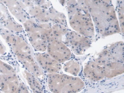 Monoclonal Antibody to Erythropoietin (EPO)