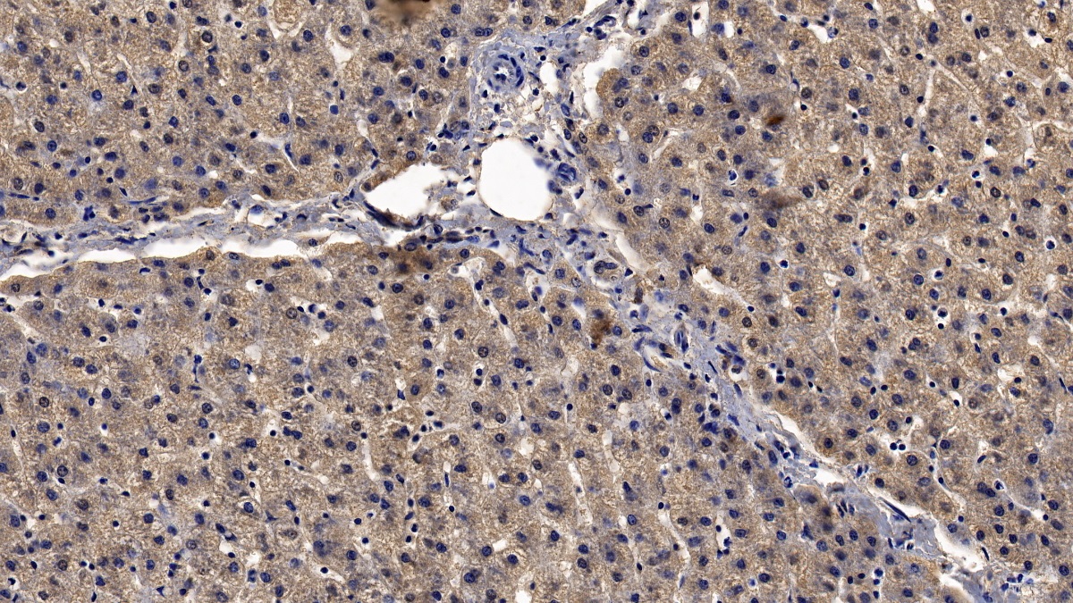 Monoclonal Antibody to Fibroblast Growth Factor 9 (FGF9)